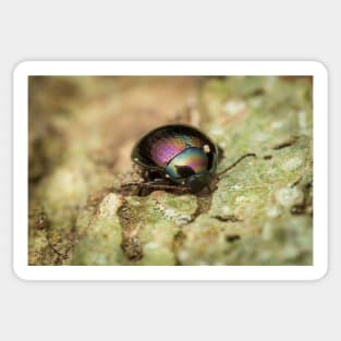Unique and organic photo of a beautiful iridescent leaf beetle Sticker